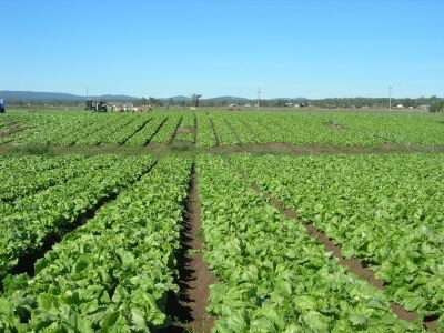 reavaliacao-de-agrotoxicos-aberta-consulta-publica